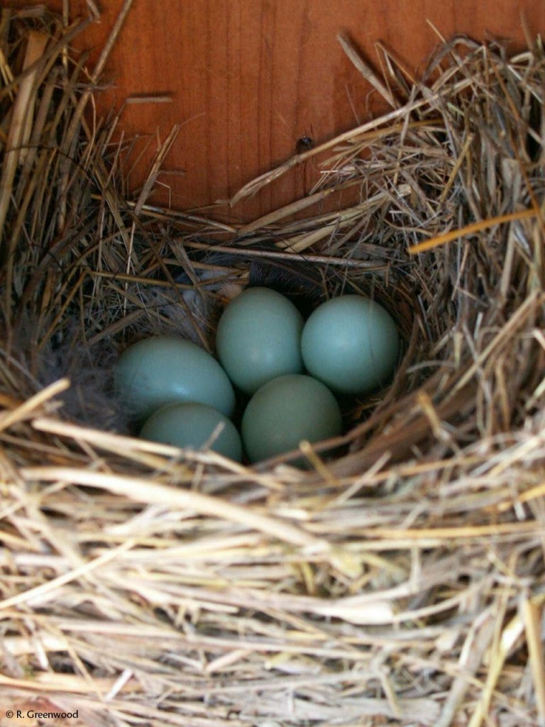 What are bluebird nesting habits?