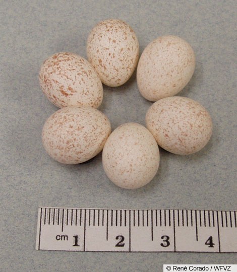 Juniper Titmouse eggs