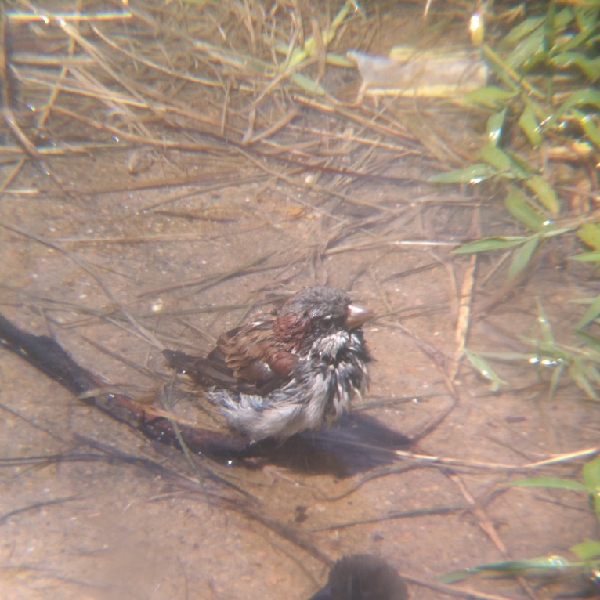 NestWatch Wet House Sparrows NestWatch