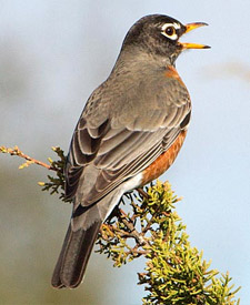 American Robin