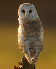 Barn Owl