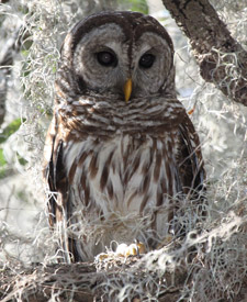 Barred Owl