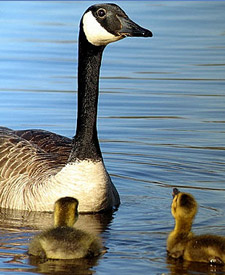 Canada Goose