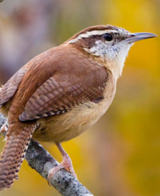 Carolina Wren