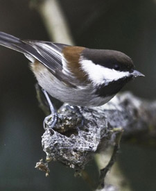 Chestnut-backed Chickadee