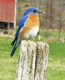 Eastern Bluebird