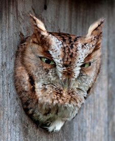 Eastern Screech-Owl