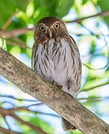 Ferruginous Pygmy-Owl