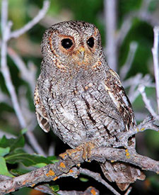 Flammulated Owl