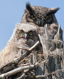 Great Horned Owl