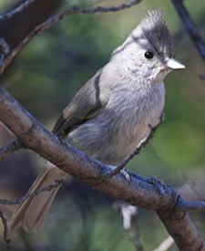 Juniper Titmouse