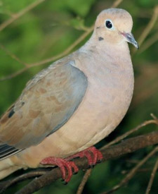 Mourning Dove