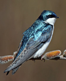 Tree Swallow