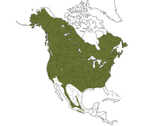 American Robin Range