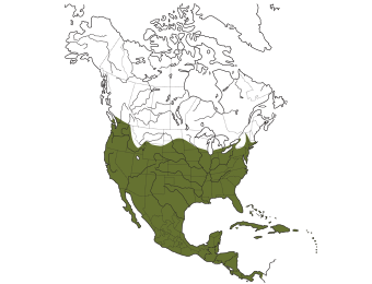 Barn Owl Range