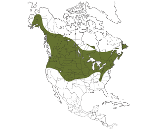 Black-capped Chickadee Range