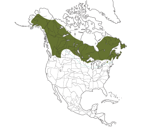 Boreal Chickadee Range