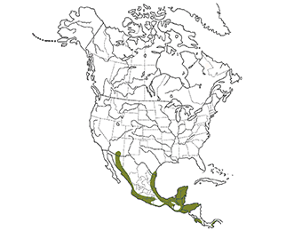 Ferruginous Pygmy-Owl Range