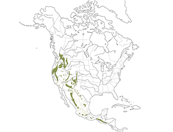 Flammulated Owl Range