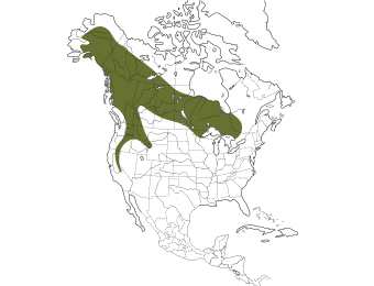 Great Gray Owl Range