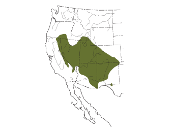 Juniper Titmouse Range