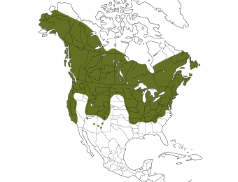 Tree Swallow Range