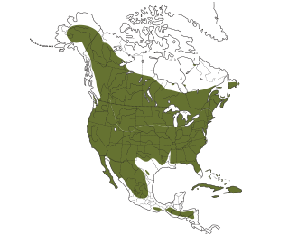 American Kestrel Range
