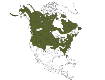 Canada Goose Range