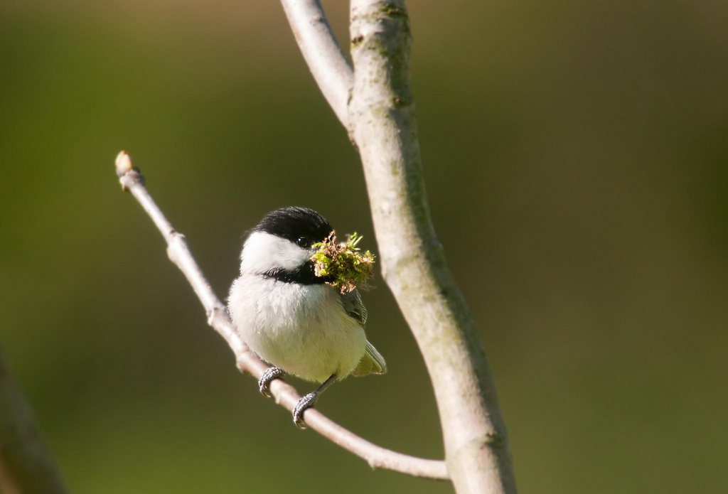 Black-capped Chickadee with Moss