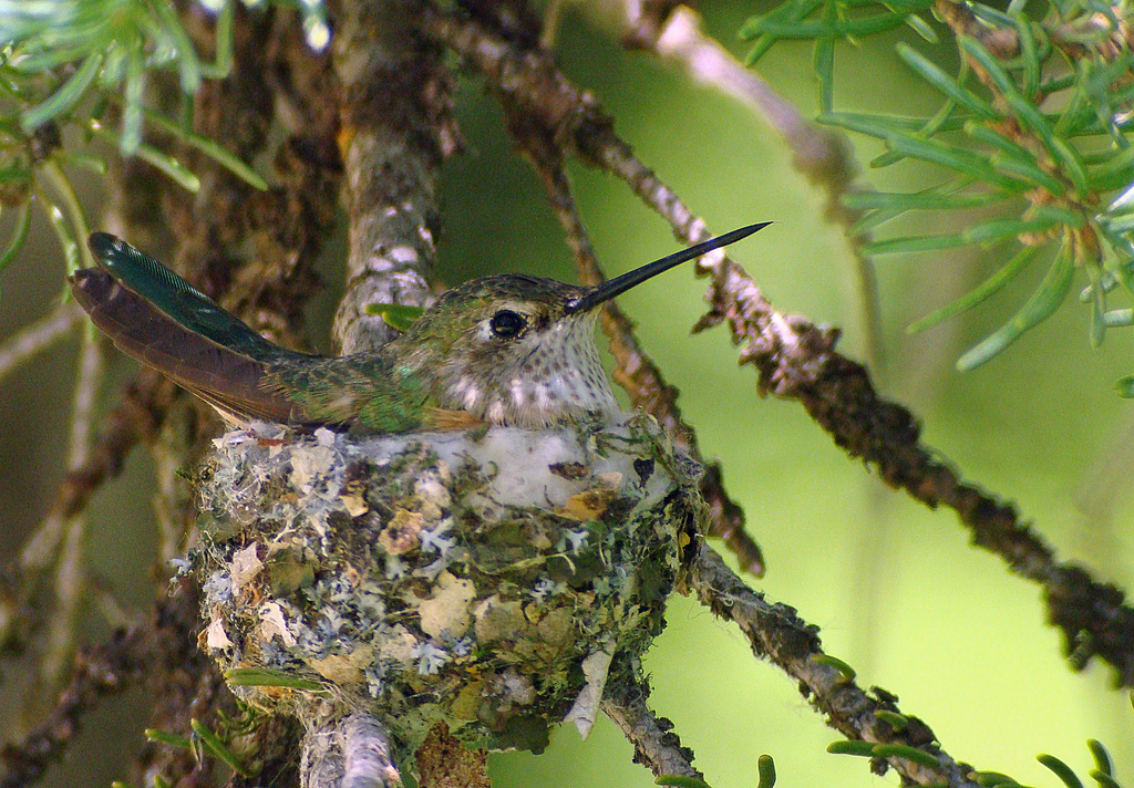 Broad-tailed Hummingbird on Nest