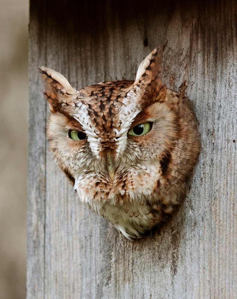 Eastern Screech-owl, Red Morph 