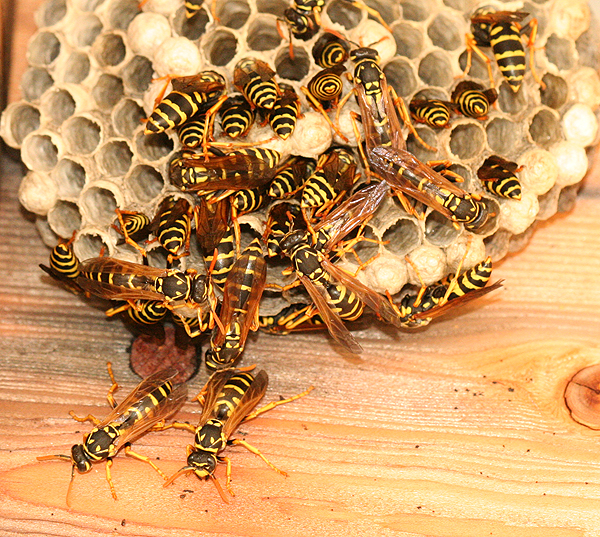 European Paper Wasp, Polistes dominula