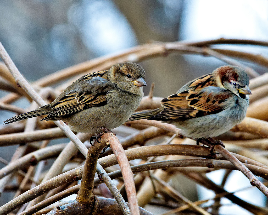 Male (right) and Female (left) House Sparrow
