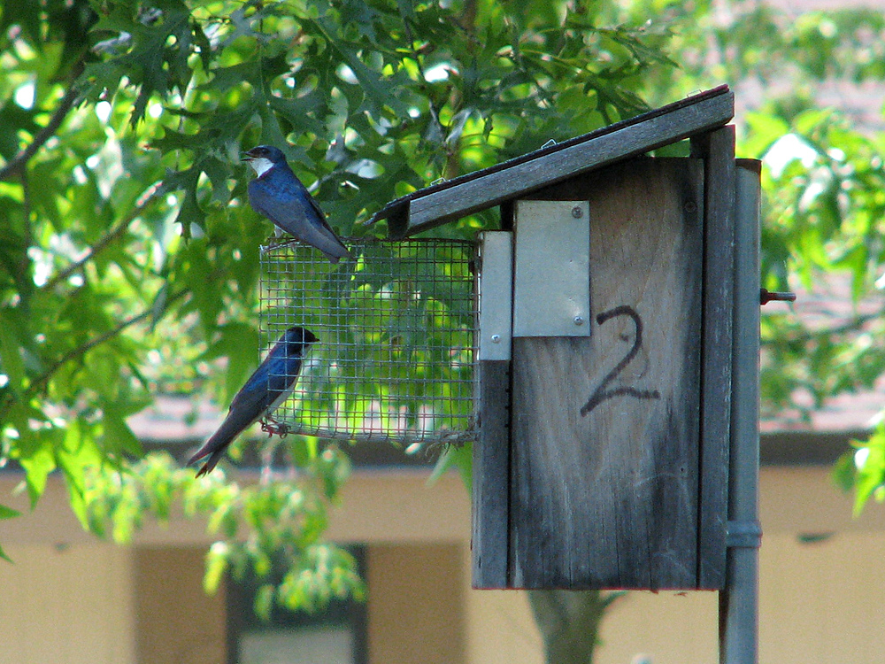 Nesch Dealing With Predators, Sparrow Proof Bluebird House Plans