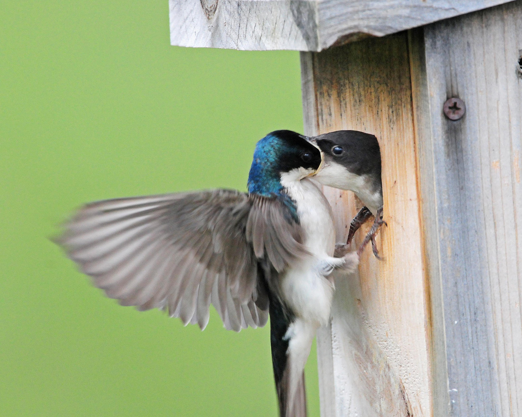 Tree Swallow Feeds Nestling