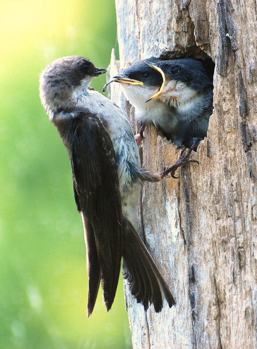 Tree Swallow and Nestlings
