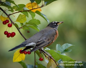 NestWatch | American Robin - NestWatch