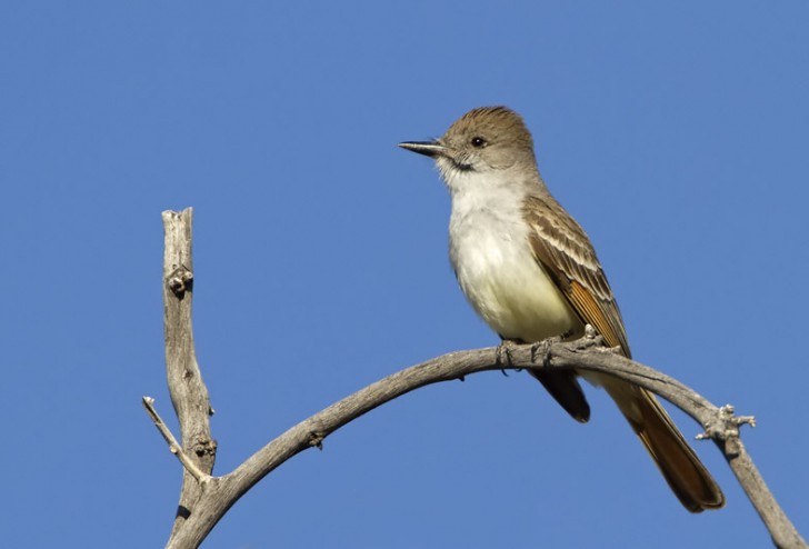 Great Crested Flycatcher Identification, All About Birds, Cornell Lab of  Ornithology