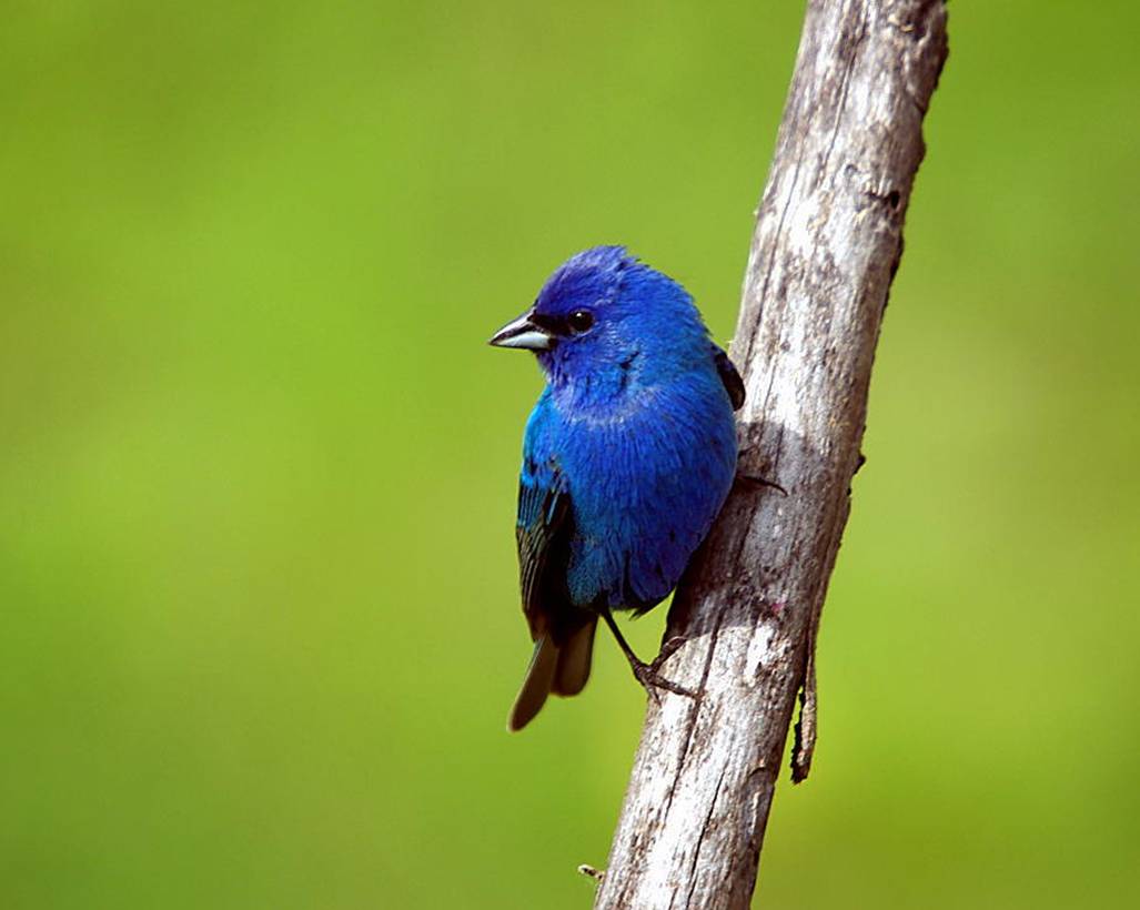 Синяя птица Blue Canary. Индиго животное. Canary Bird Blue. 8. Blue Canary. Голубая канарейка песня