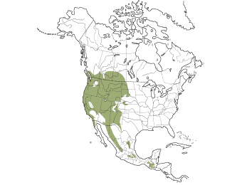 Spotted Towhee - NestWatch