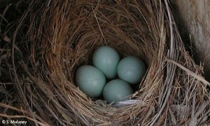 Western Bluebird - Nestwatch