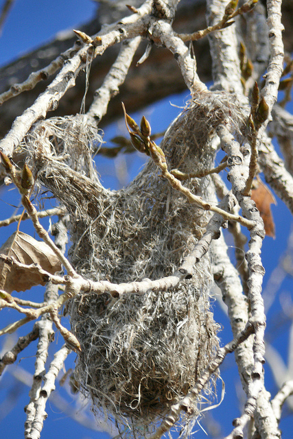 Bullock's Oriole nest