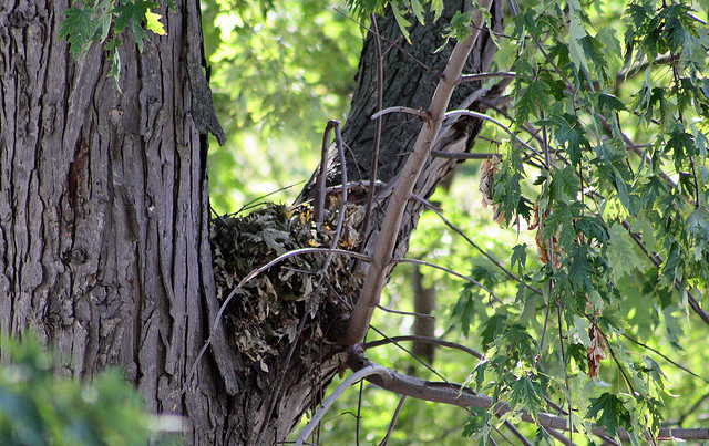 Tree nest of a squirrel