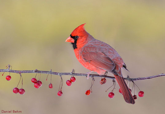 Do Cardinals Steal Other Birds Nests?  