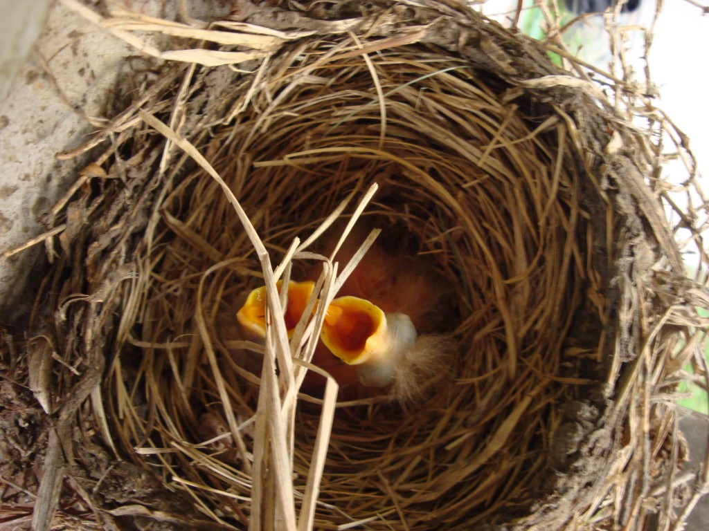 Nestwatch American Robin Hatchlings First View Nestwatch