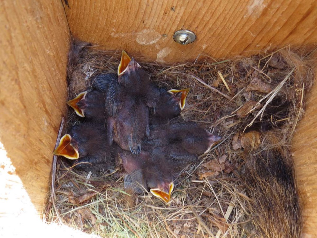 NestWatch | Great crested flycatchers - NestWatch