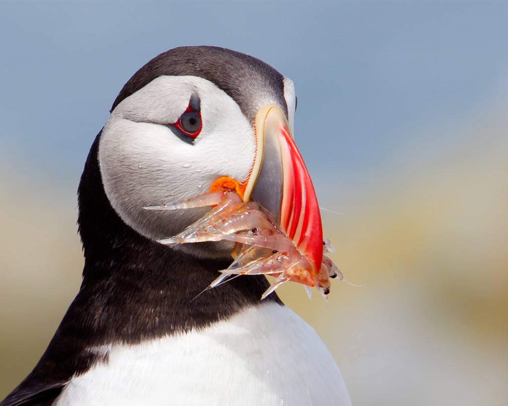 Penguins Can Eat Shrimp