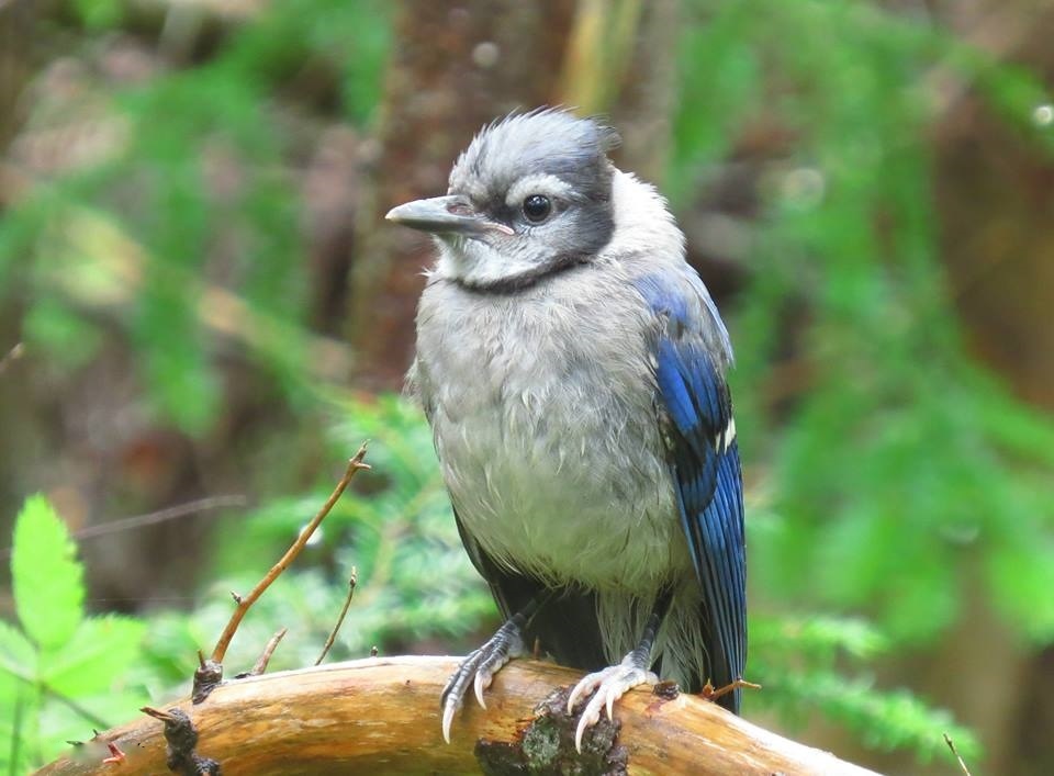 Baby Blue Jay bath time - FeederWatch