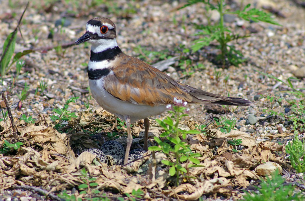 NestWatch | Day three at the killdeer nest. - NestWatch