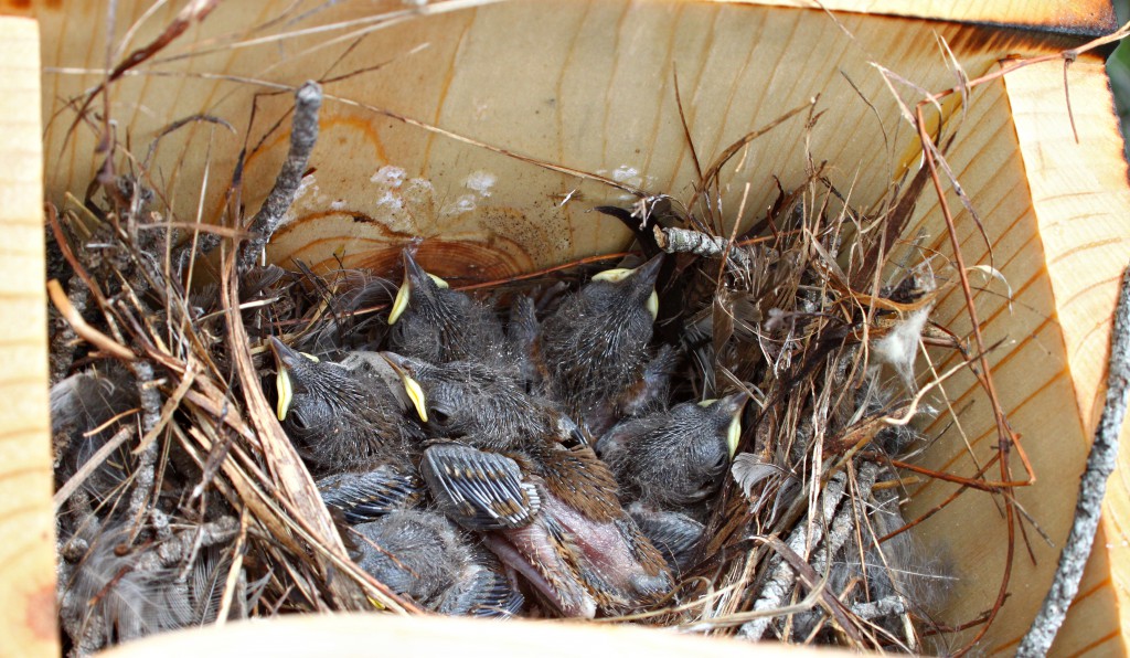 NestWatch  Managing House Sparrows and European Starlings - NestWatch